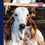 ABS-Sire Directory - 2022-compressed