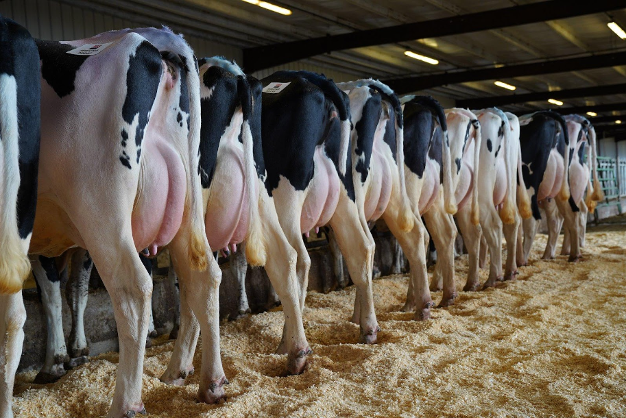 Astaxanthin supplier Astaxanthin supplier