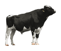 Dairy Cattle