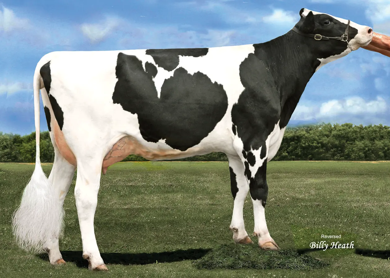 bull