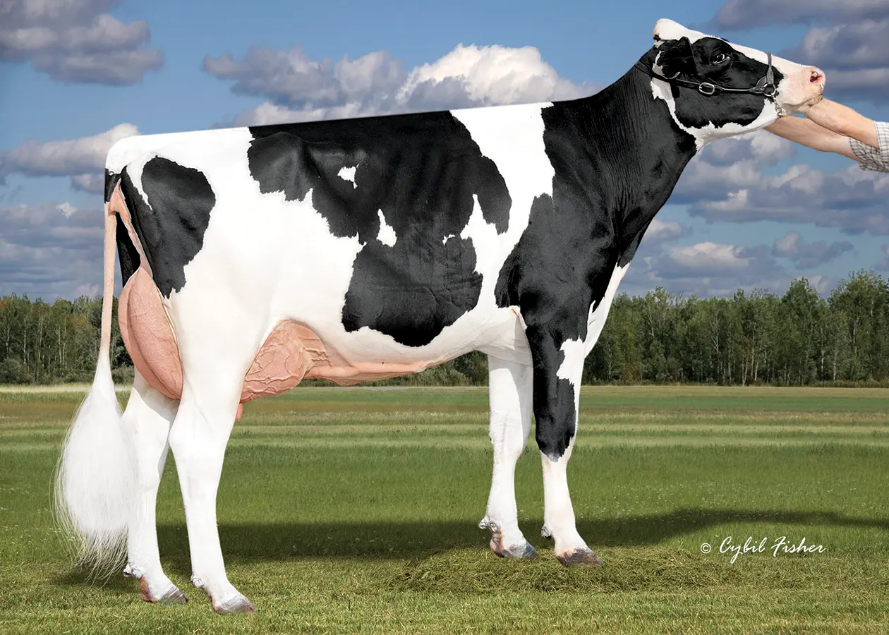bull