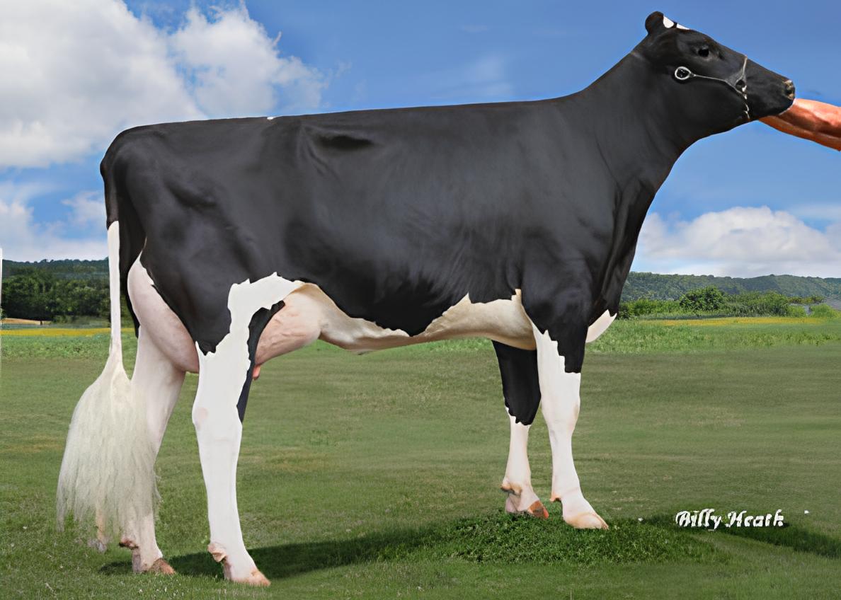 bull